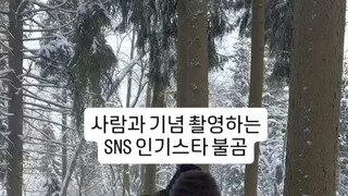 촬영중인 불곰