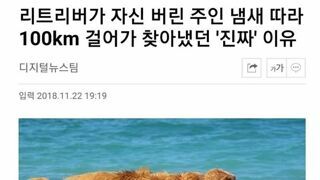 자신을 버린 주인을 100km 달려 찾아간 리트리버