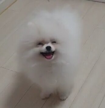 까치복사 이미지