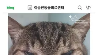 쌍수한 냥이