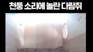 천둥소리에 놀란 다람쥐