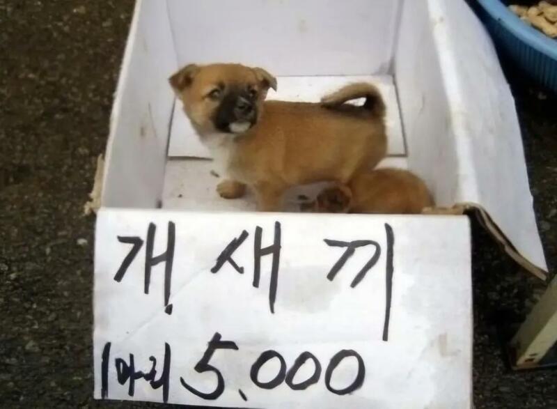 잠홍 이미지