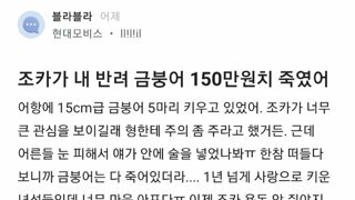 조카가 내 반려 금붕어 150만원치 죽였어