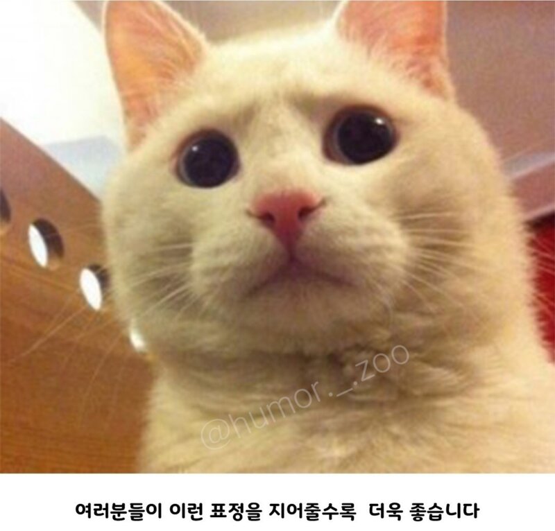 참와이 이미지