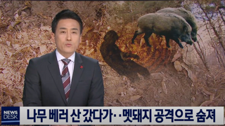 호랑이가 사라진 한국에서 가장 사나운 맹수