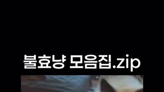 귀여운 냥이들
