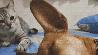 겁나 유명한 강아지 때리는 냥아치 짤의 진실.reason