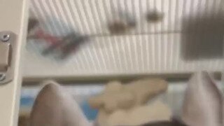 빗질에 기분 좋아지는 친칠라.mp4...