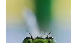 잠자리