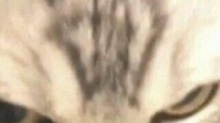 5월이면 어김없이 나타난다…바다 속 '공포의 무법자'