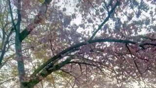 일본 공원 사슴