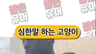 소리O)전생에 노예상인이었던 고양이