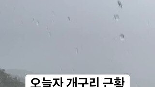 접시에 빠진 개구리