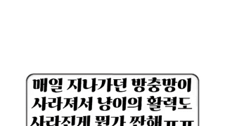 냥생의 단짝을 잃어버린 고양이