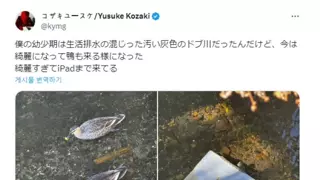 정화 하천에 유입된 외래종
