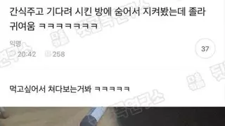 강아지 간식 주고 기다려 시켜놓고 몰래 봤는데