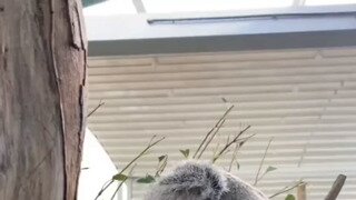 하품하는 코알라