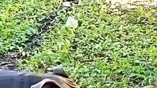 지금은 바빠서 못놀아 준다니까