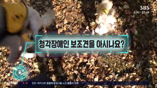 청각장애인 보조견을 아시나요?