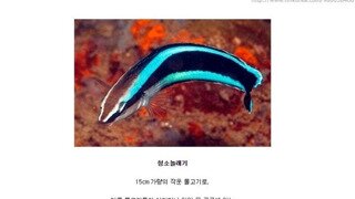 기생충, 부산물 먹어치우는 물고기