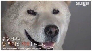 친구가 죽고 단식 하는 멍멍이