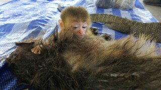 밀렵꾼 총에 맞은 어미 원숭이