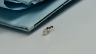 보석상이 무조건 손해