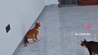 고양이 따라하는 커플.mp4...