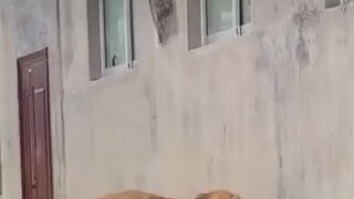 사자와 호랑이를 한 곳에 가두어 두면 벌어지는 일.mp4
