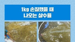 횟감