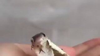 갓 부화한 코브라