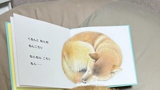 그림책이랑 똑같이 자는 강아지