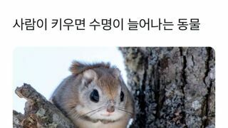 사람이 키우면 수명이 늘어나는 동물