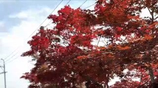 여러분 저도 호남사위입니다 서로 사랑해야 합니다