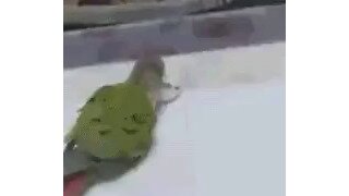 노는걸까 고문일까