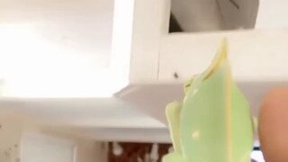 파충류를 키우면 좋은점