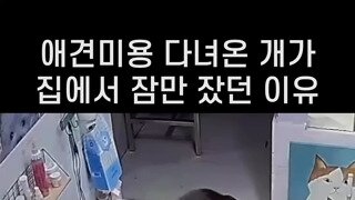 흥이 많은 애견미용사