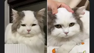 머머리 냥이
