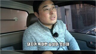 돼지농장에서 종종 뼈가 발견되는 이유