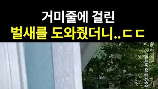 거미줄에 걸린 벌새