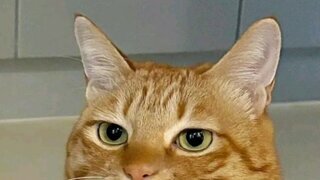 실망한 고양이