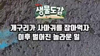 사마귀 잡아먹는 개구리