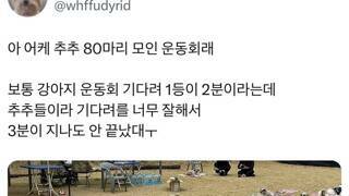 시츄 80마리 모인 시츄운동회
