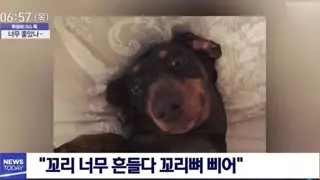 댕댕이가 다친 이유.JPG