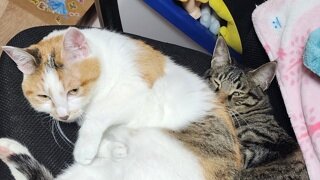 납을 금으로 바꾼 물리학자들