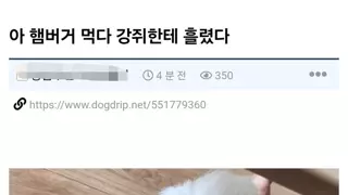 아 햄버거 먹다 강쥐한테 흘렸다.JPG