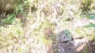 물속에 있는 숲.gif