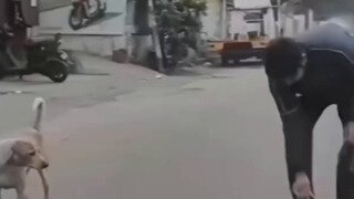 따라하는 유기견