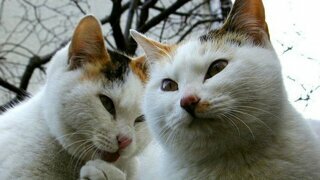 ㅇㅎ)몸매 좋아보이는 옷입은 쵸단