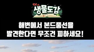 해변에서 작은 풍선보면 무조건 피하세요